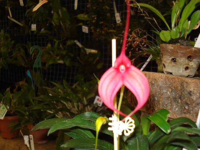 orquiphotos016.jpg