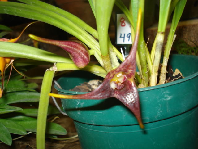 orquiphotos017.jpg