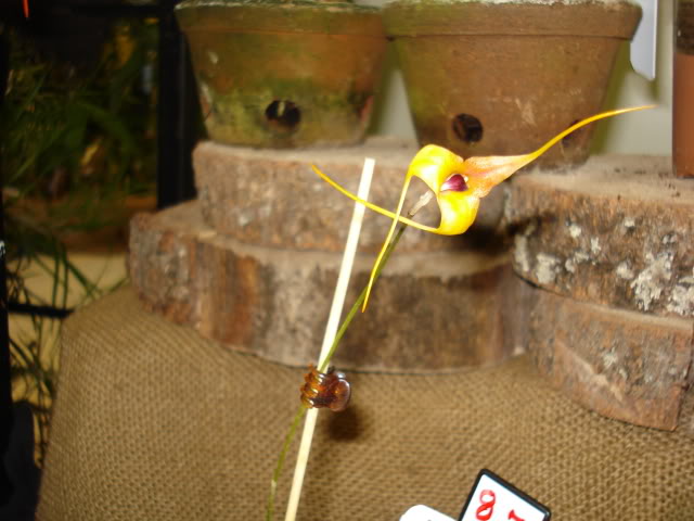 orquiphotos019.jpg