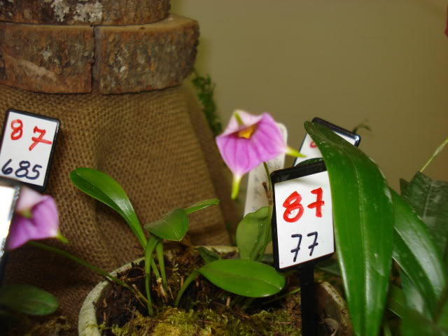 orquiphotos020.jpg