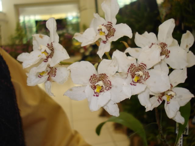 orquiphotos021.jpg