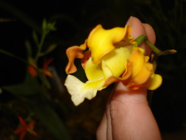orquiphotos022.jpg