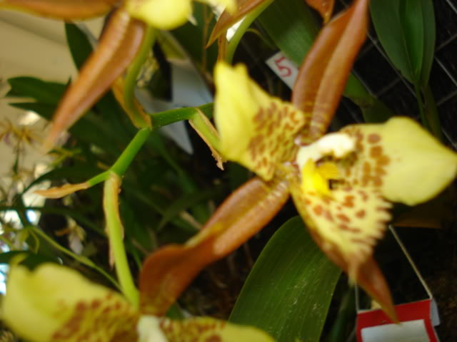 orquiphotos024.jpg