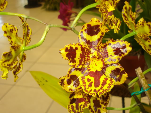 orquiphotos025.jpg