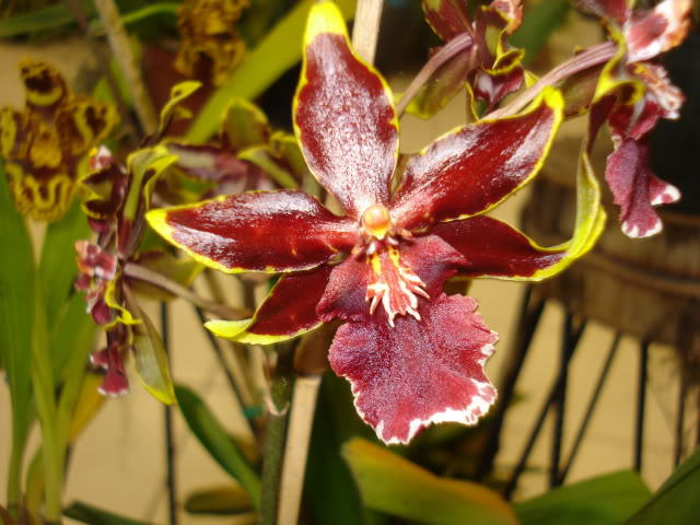 orquiphotos026.jpg