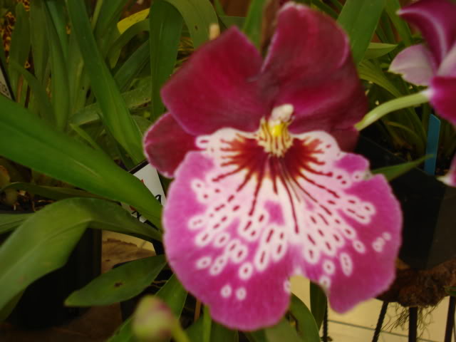 orquiphotos027.jpg