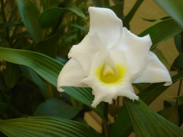 orquiphotos029.jpg