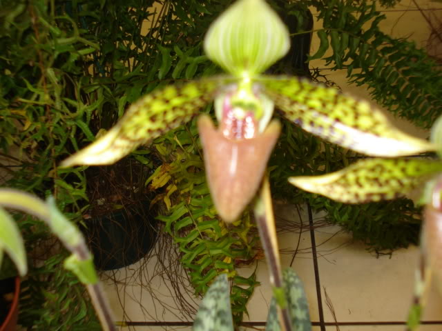 orquiphotos031.jpg