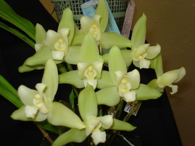 orquiphotos042.jpg