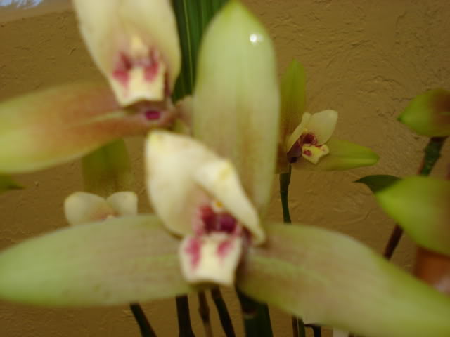 orquiphotos044.jpg