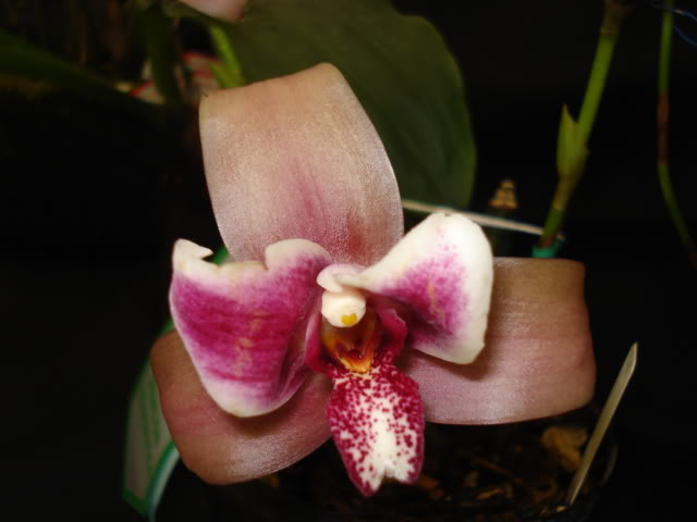 orquiphotos045.jpg