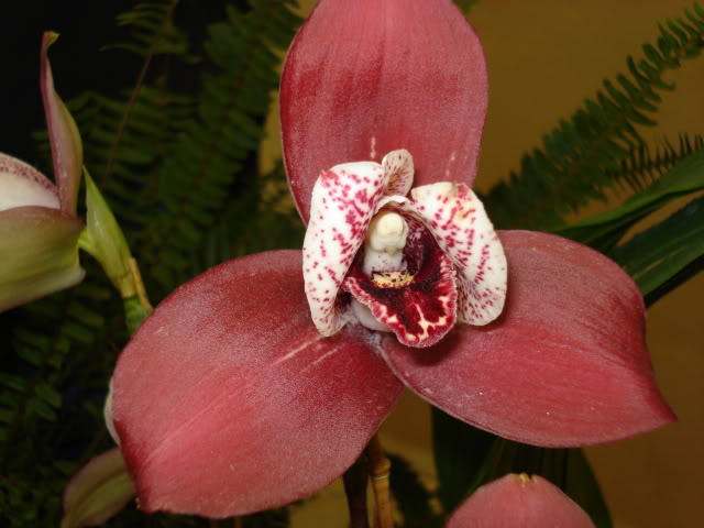 orquiphotos048.jpg