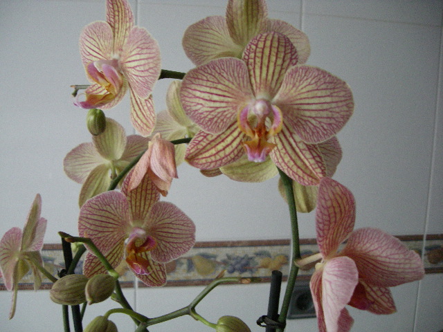 orquis (153).jpg