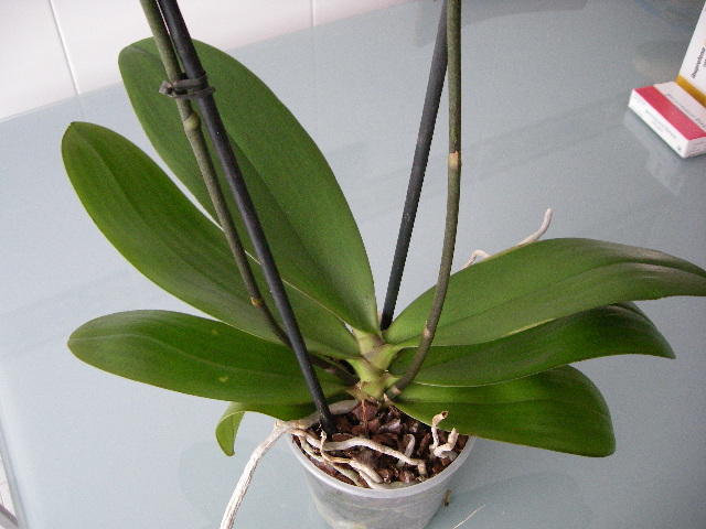orquis (154).jpg
