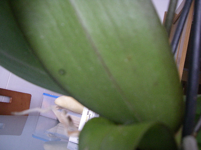 orquis (156).jpg