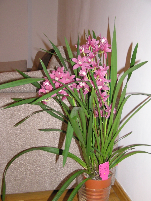 Orquis%20001.jpg