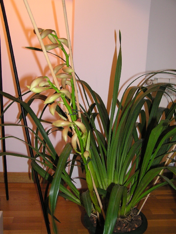Orquis%20003.jpg