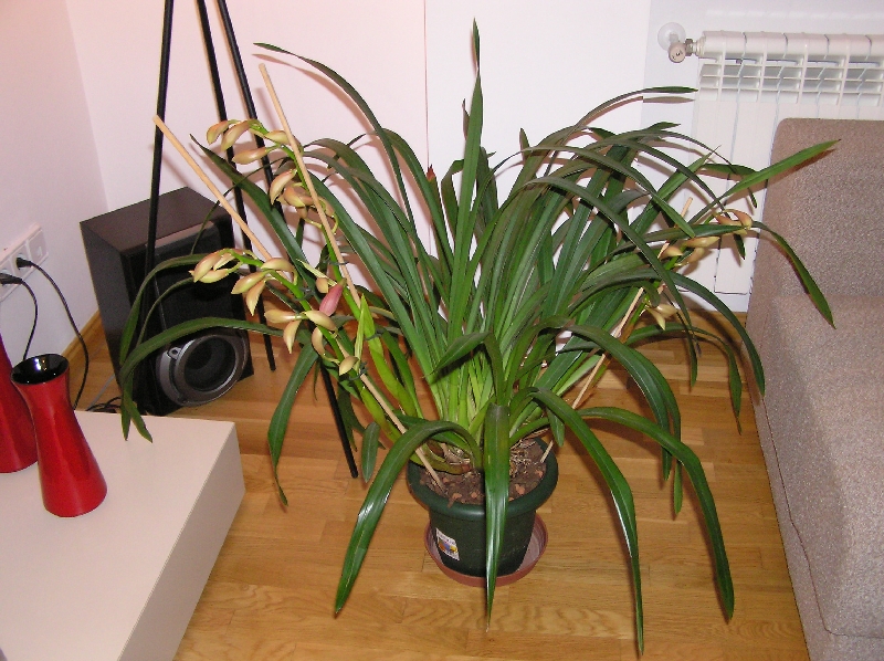 Orquis%20005.jpg
