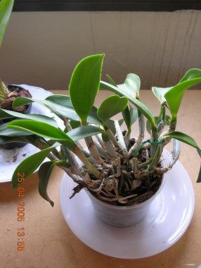 orquis%20008.JPG