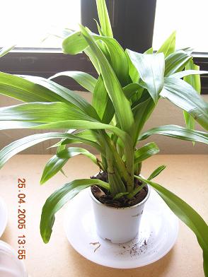 orquis%20010.JPG