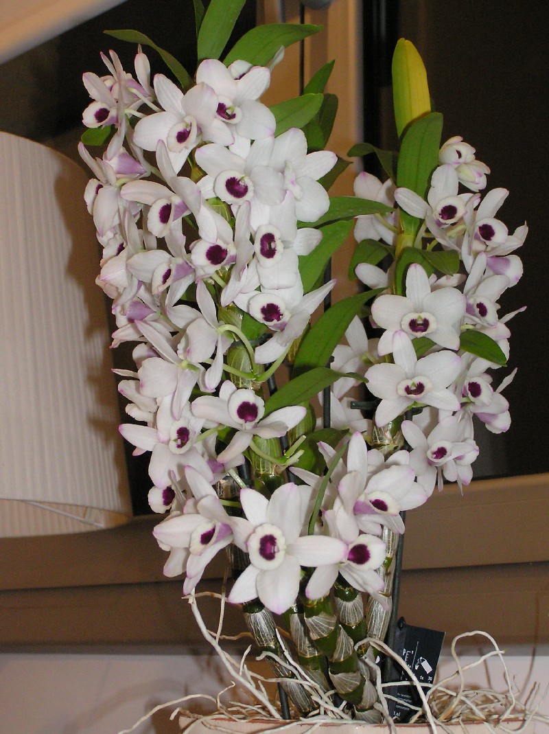 Orquis%20013.jpg