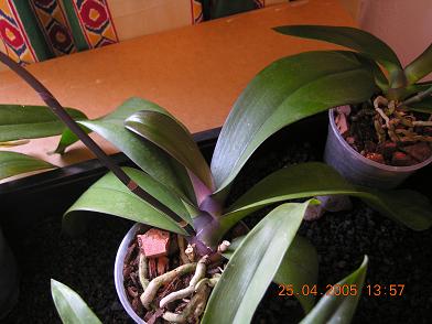 orquis%20017.JPG