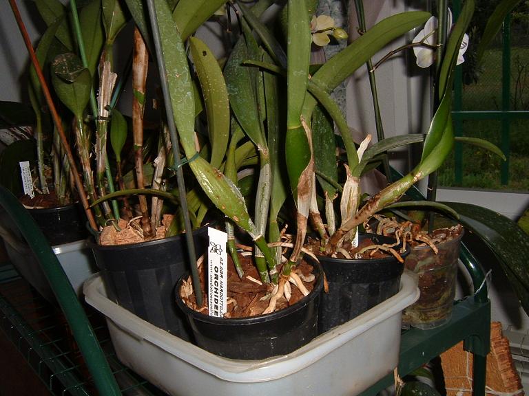 orquis%7E0.JPG