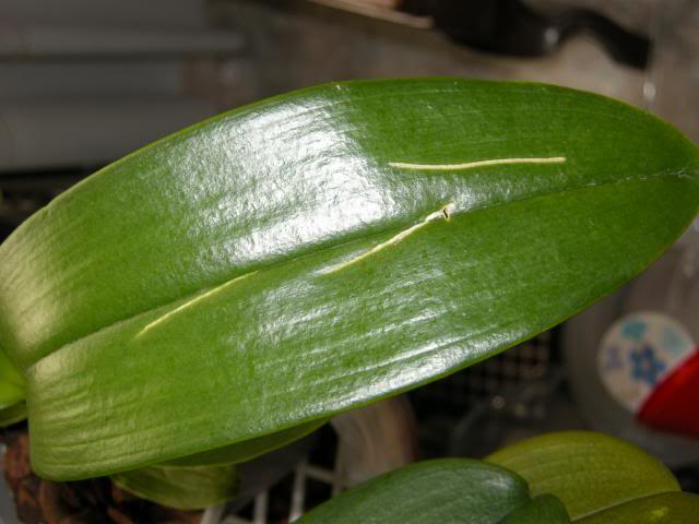 orquis02-08-2013002_zps62d6d282.jpg