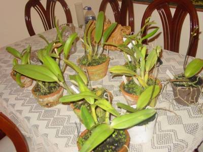 orquis1.JPG
