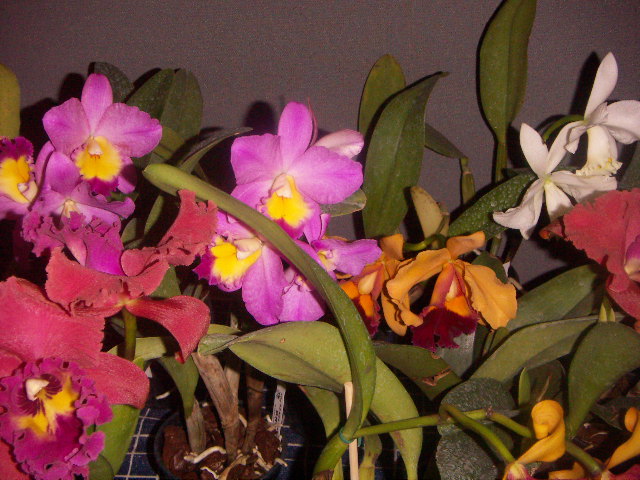 orquis1.JPG
