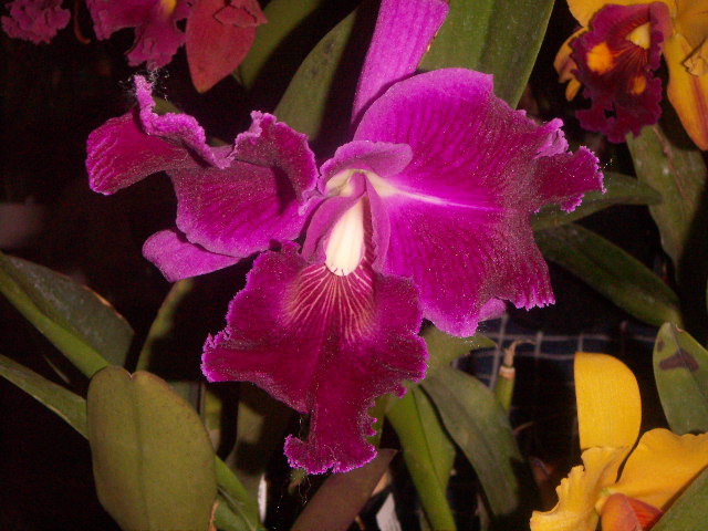 orquis10.JPG