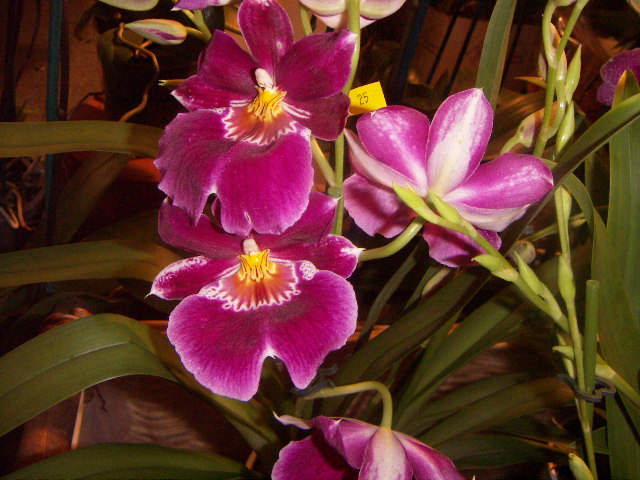 orquis11.JPG