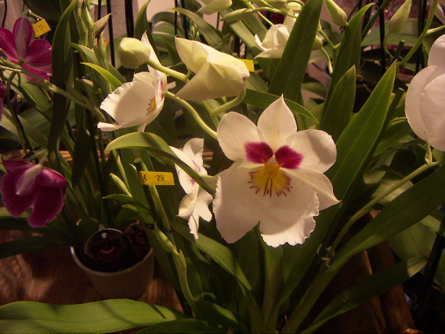 orquis12.JPG