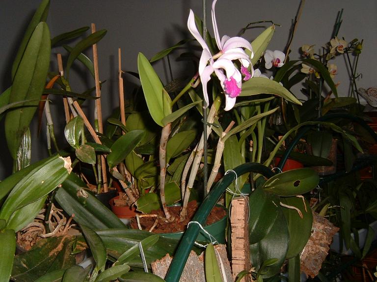 orquis2%7E1.JPG