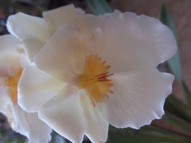 orquis23011.jpg