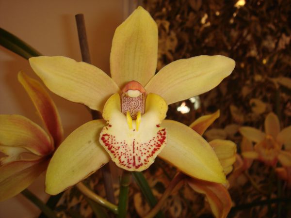 orquis29.jpg