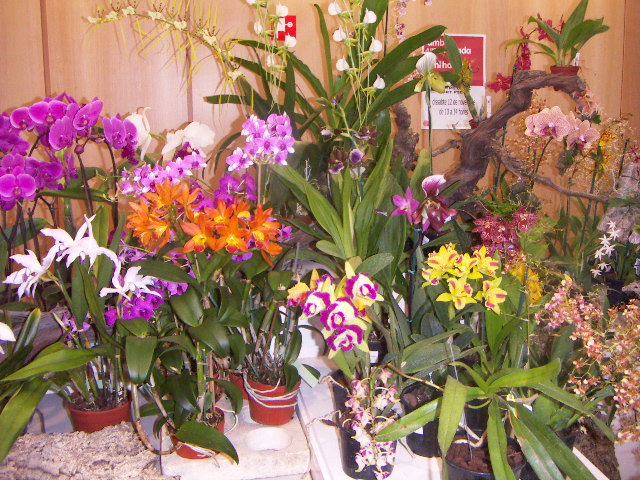 orquis3.JPG