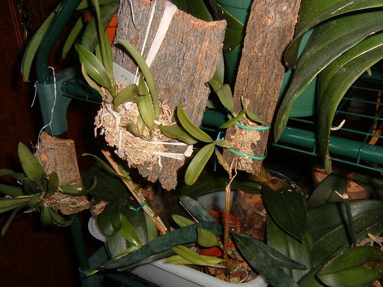 orquis5%7E0.JPG
