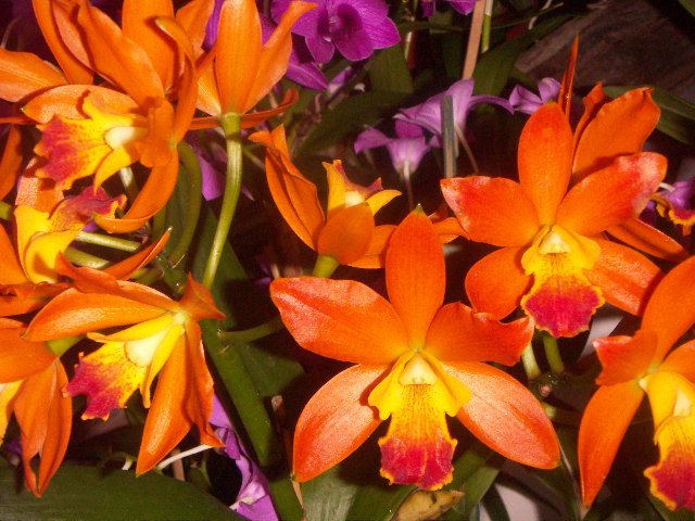 orquis5.JPG