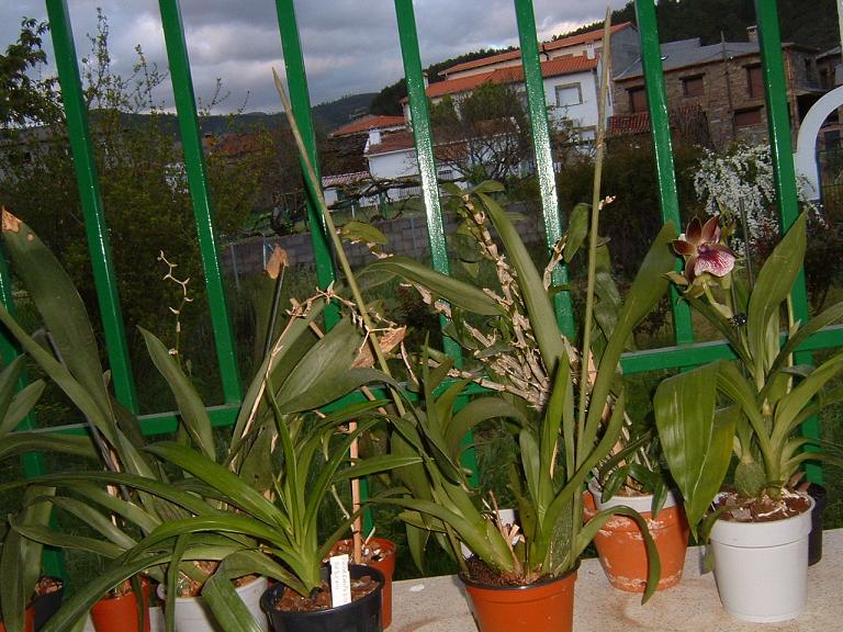 orquis6%7E0.JPG