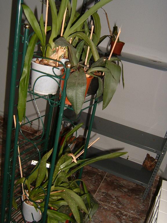 orquis7%7E0.JPG