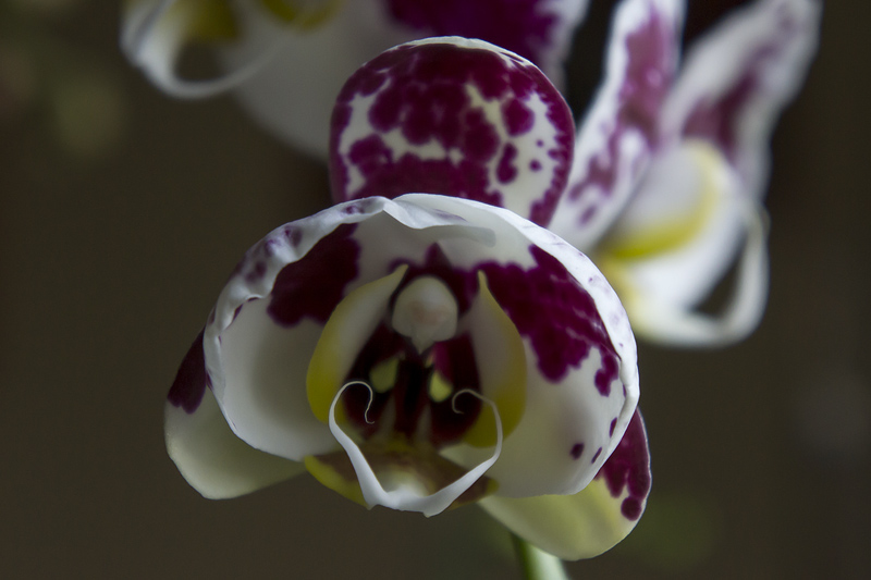 Orquis_01_2013-12.jpg