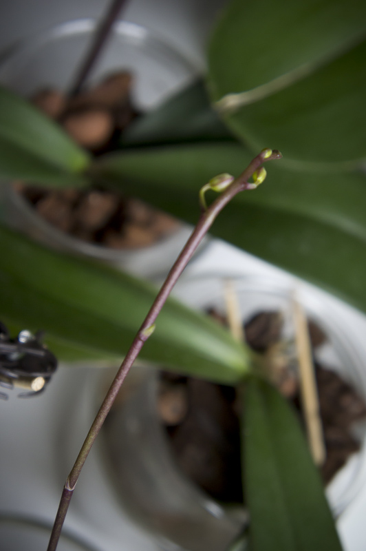 Orquis_01_2013-2.jpg