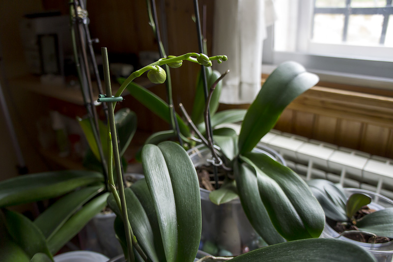 Orquis_01_2013-3.jpg
