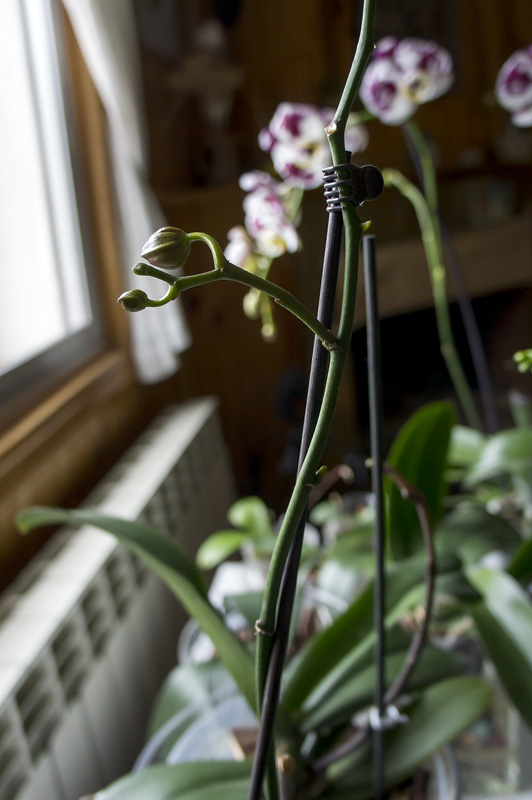 Orquis_01_2013-4.jpg