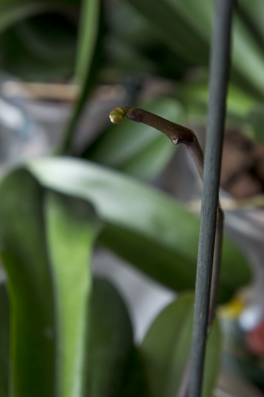 Orquis_01_2013-5.jpg