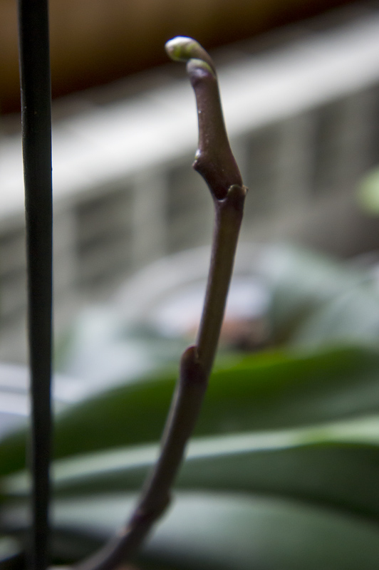 Orquis_01_2013-6.jpg