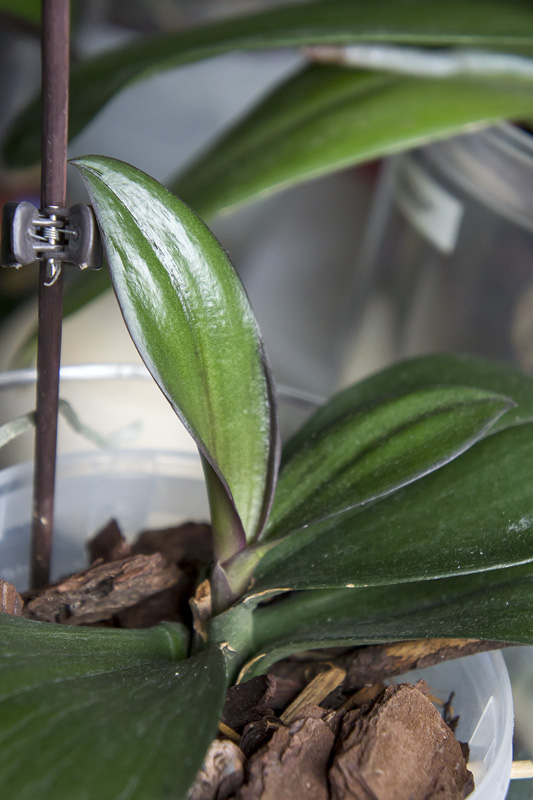Orquis_01_2013-7.jpg
