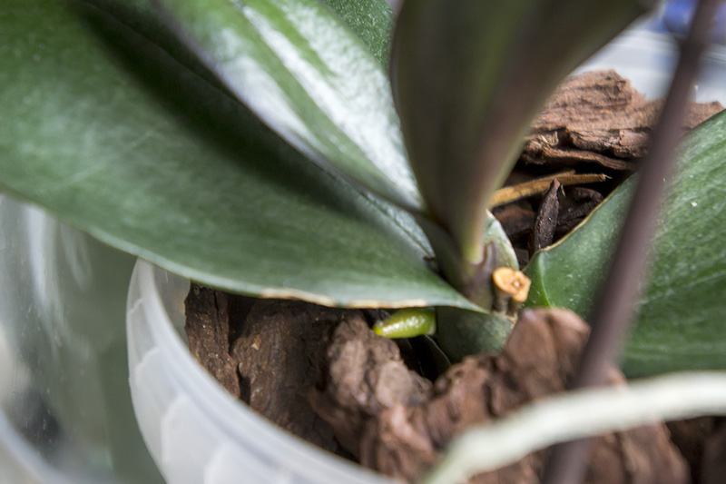 Orquis_01_2013-8.jpg