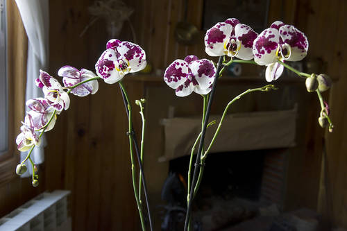 Orquis_01_2013-9.jpg